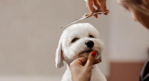 Hair cut Small Dogs