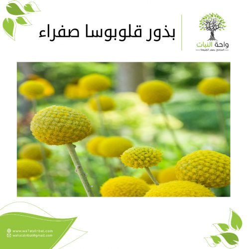 بذور قلوبوسا صفراء