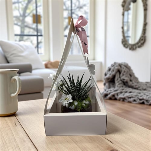 باقة صبار المكتب