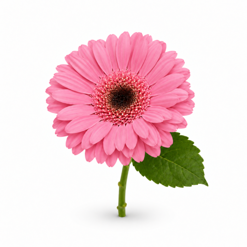 جربيرا وردي طبيعي (Gerbera Pink)