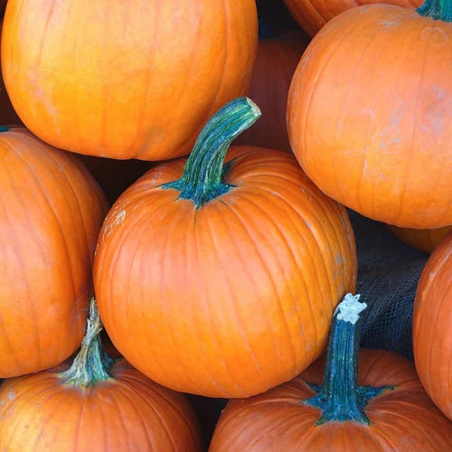 بذور يقطين الفطيرة الحلوة - Sugar Pie Pumpkin Seed...