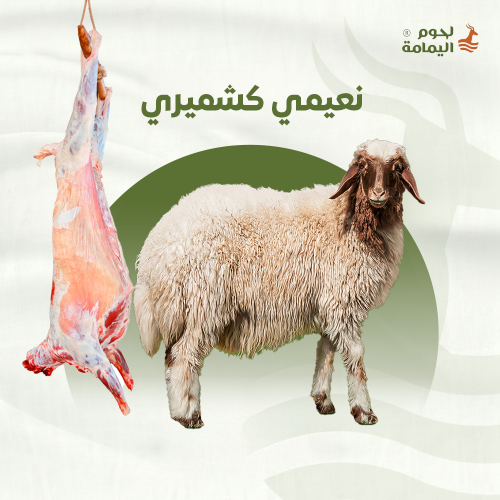 خروف نعيمي كشميري 14 - 15 كيلو
