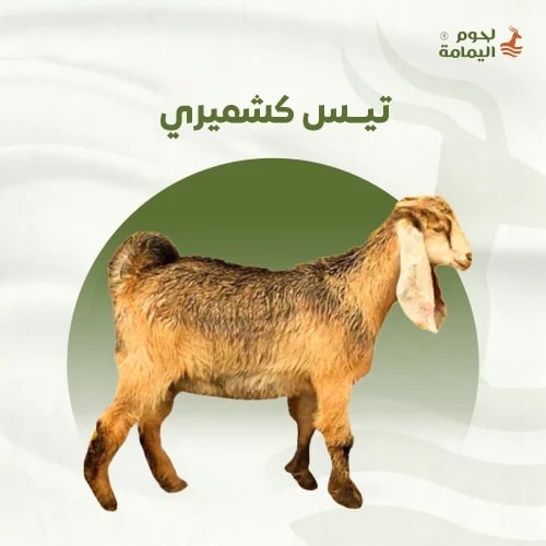 ذبيحة تيس كشميري 10 كيلو