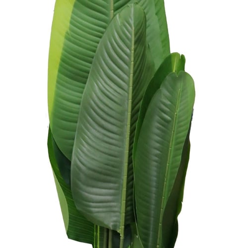 شجر ورق موز وسط بمركن بلاستيك 1.6 متر