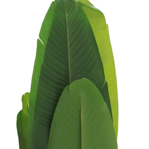 شجر ورق موز وسط بمركن بلاستيك 1.6 متر