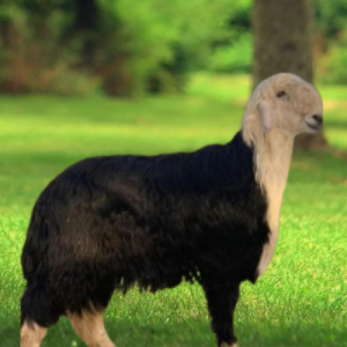 نجدي ( وسط)