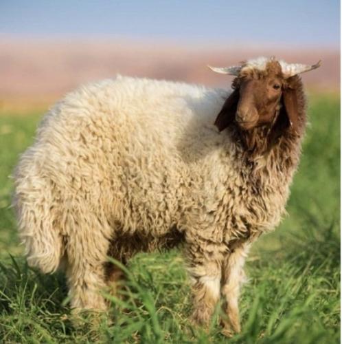نعيمي (كبير)