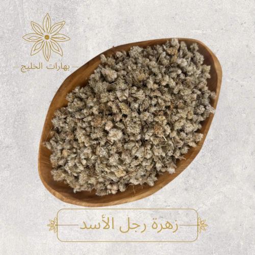 زهرة رجل الأسد