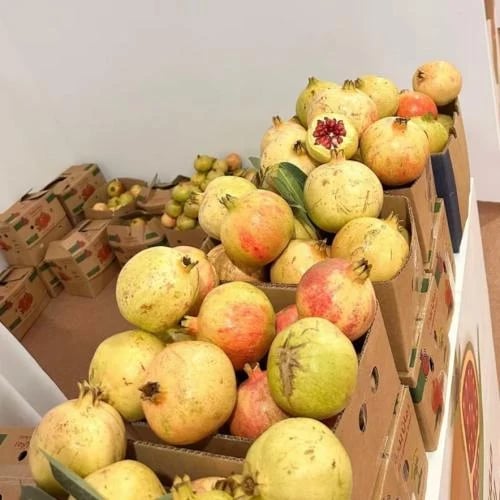 7 كيلو حبات كبيره
