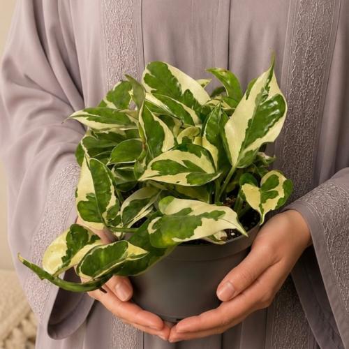 بوتس إن جوي (Pothos N'Joy)