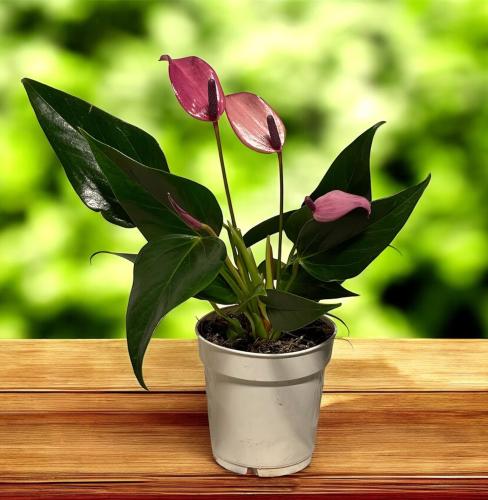 أنثوريوم بينك (Anthurium Pink)
