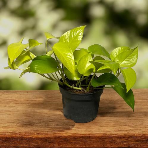Pothos Neon | بوتس نيون