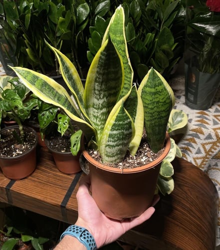 سنسيفيريا جلد النمر / (Futura Superba)