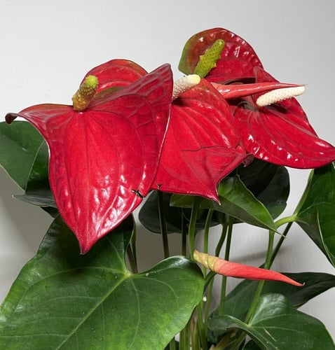 الانثريوم الحمراء