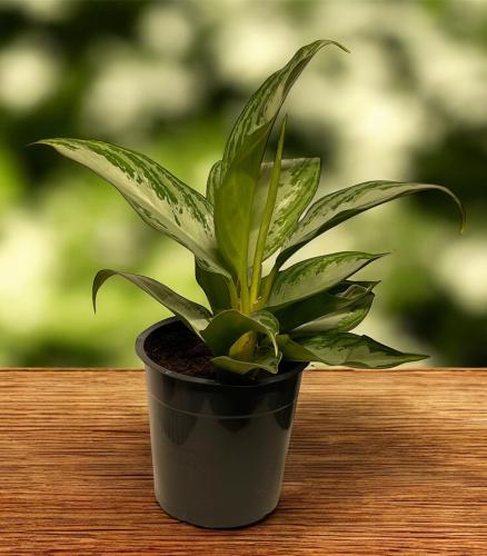 Aglaonema Silver Bay - أجلونيما سيلفر باي