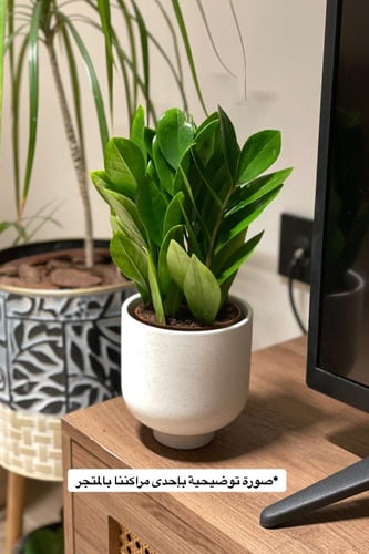 زاميا ( النبتة المتحملة )