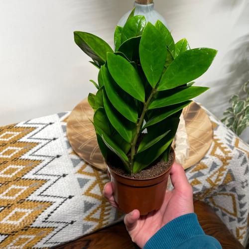 زاميا ( النبتة المتحملة )