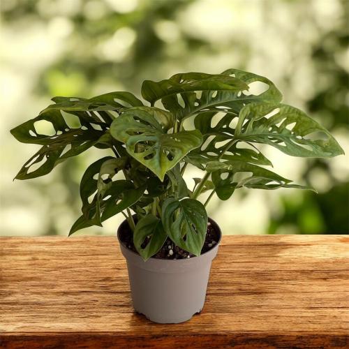مونستيرا أدانسوني (Monstera Adansoni)