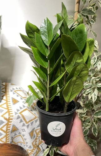 زاميا ڤيتاليا الكثيفة / ZZ Plant