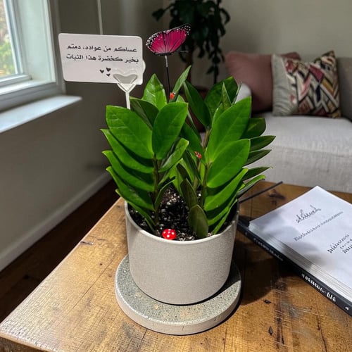 نبتة الزاميا في حوض انيق مع امكانية كتابة عبارتك