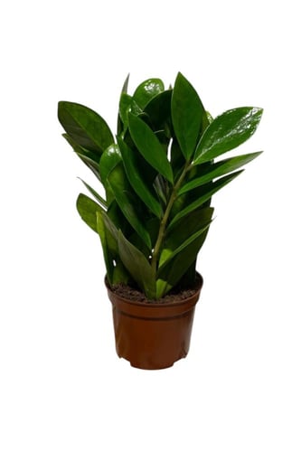 زاميا ( النبتة المتحملة )