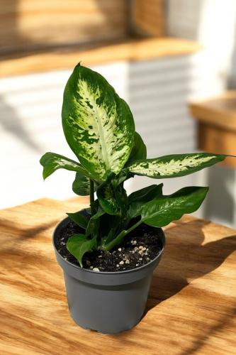 ديفنباخيا كومباكتا (Dieffenbachia 'Compacta')