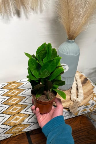 زاميا ( النبتة المتحملة )