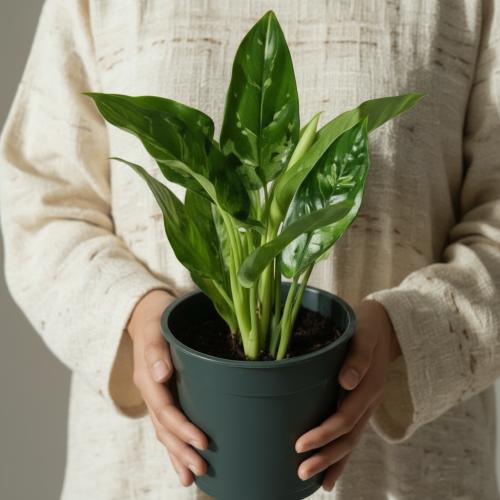 أجلونيما ماريا - Aglaonema Maria