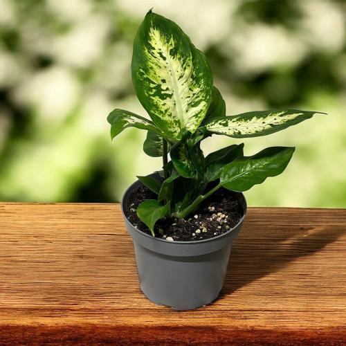 ديفنباخيا كومباكتا (Dieffenbachia 'Compacta')