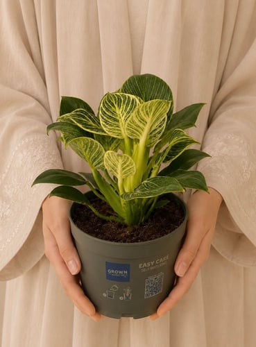 فيلوديندرون بيركين | Philodendron Birkin