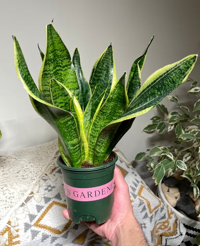 سنسيفيريا جلد النمر / (Futura Superba)