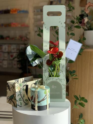 Anthurium plant with a quarter kilogram of Anush c...