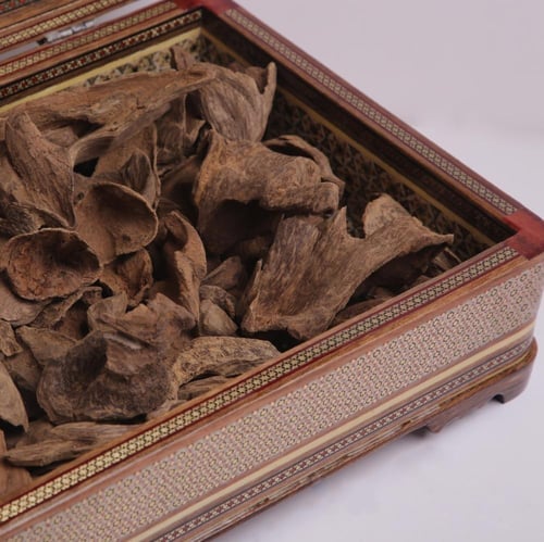 عود أرياني بابوا