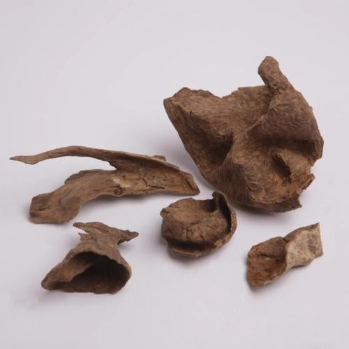 عود أرياني بابوا اندر ووتر