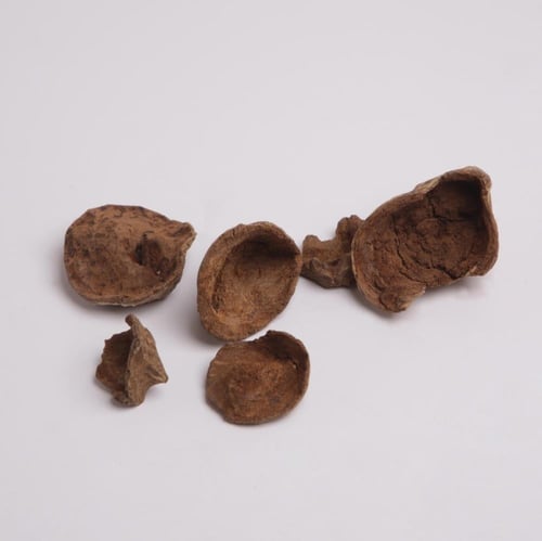 عود أرياني بابوا