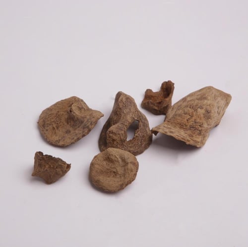 عود أرياني بابوا