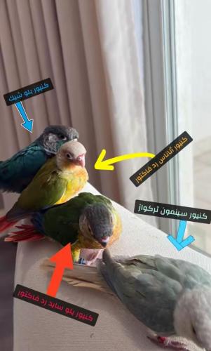 كنيور (منت )تركواز سينمون (نهايه غر