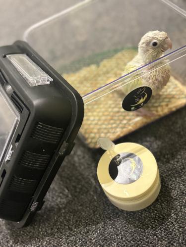 كنيور مون شيك أليف وجاهز للتربية اليدوية – يأتي مع...