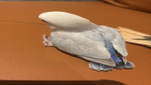 روز اليف نهايه غر