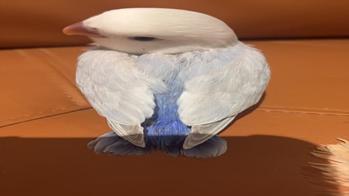 روز اليف نهايه غر