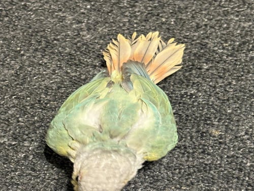 كنيور (منت )تركواز سينمون (نهايه غر