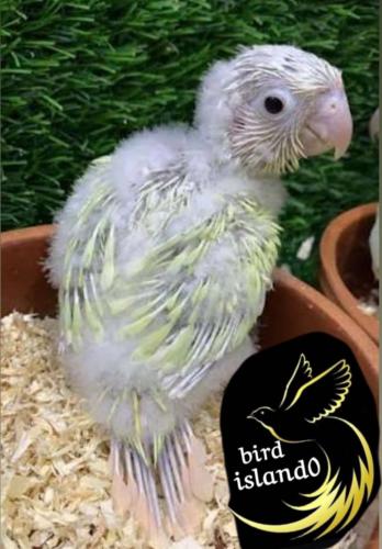 فرخ كنيور مون شيك صغير