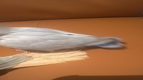 روز اليف نهايه غر