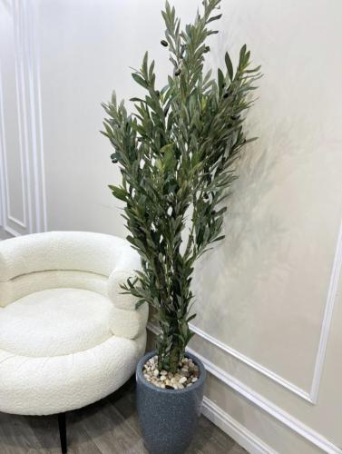 شجرة الزيتون