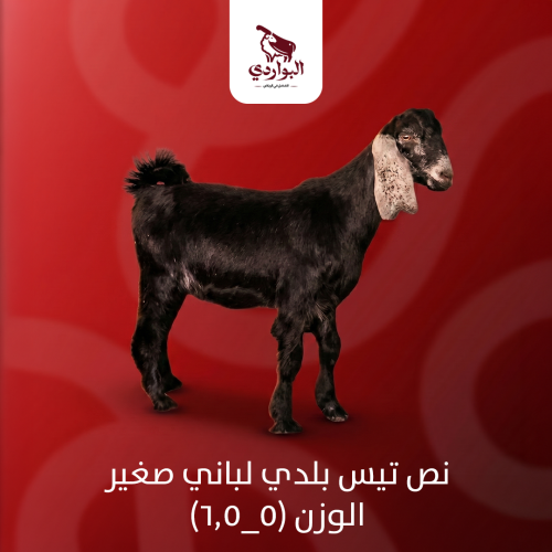 نص تيس بلدي لباني صغير الوزن (5_6.5)