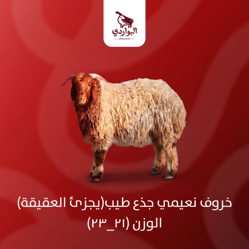 خروف نعيمي جذع طيب(يجزئ العقيقة) الوزن (21_23)