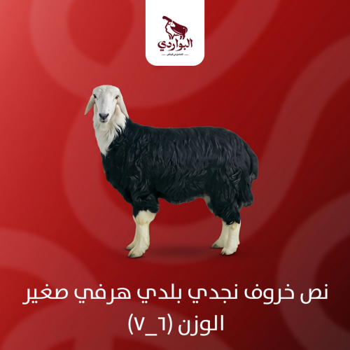 نص خروف نجدي بلدي هرفي صغير الوزن (6_7)