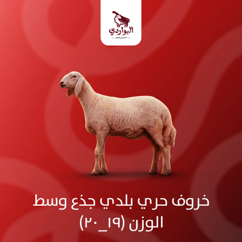 خروف حري بلدي جذع وسط الوزن (19_20)