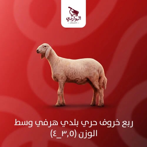 ربع خروف حري بلدي هرفي وسط الوزن (3.5_4)