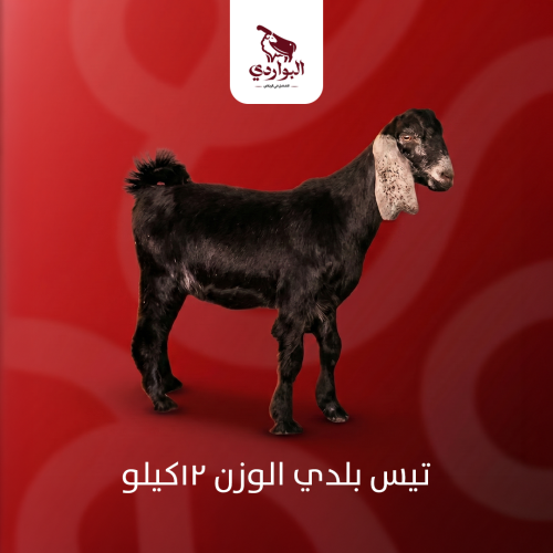 تيس بلدي الوزن 12كيلو